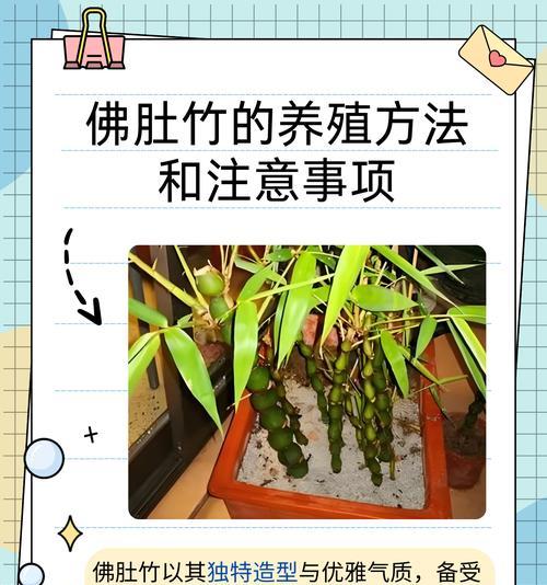 佛肚竹怎么种植？种植佛肚竹有哪些步骤？