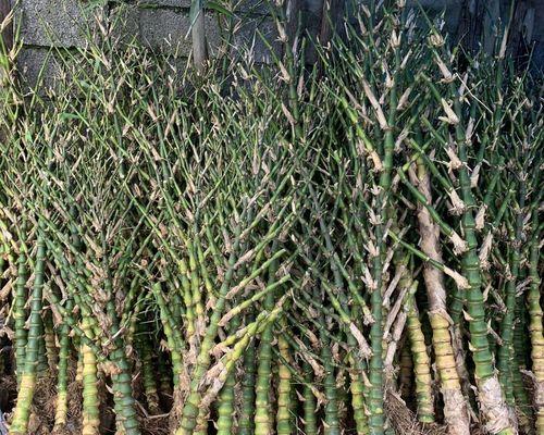 佛肚竹怎么种植？种植佛肚竹有哪些步骤？