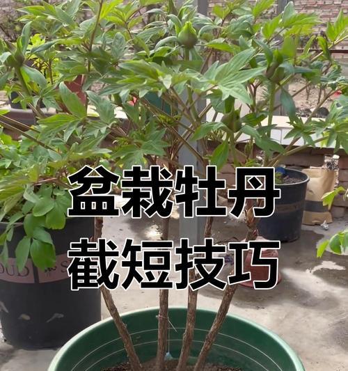 牡丹盆栽如何进行修剪？修剪牡丹盆栽有哪些注意事项？