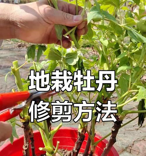 牡丹盆栽如何进行修剪？修剪牡丹盆栽有哪些注意事项？