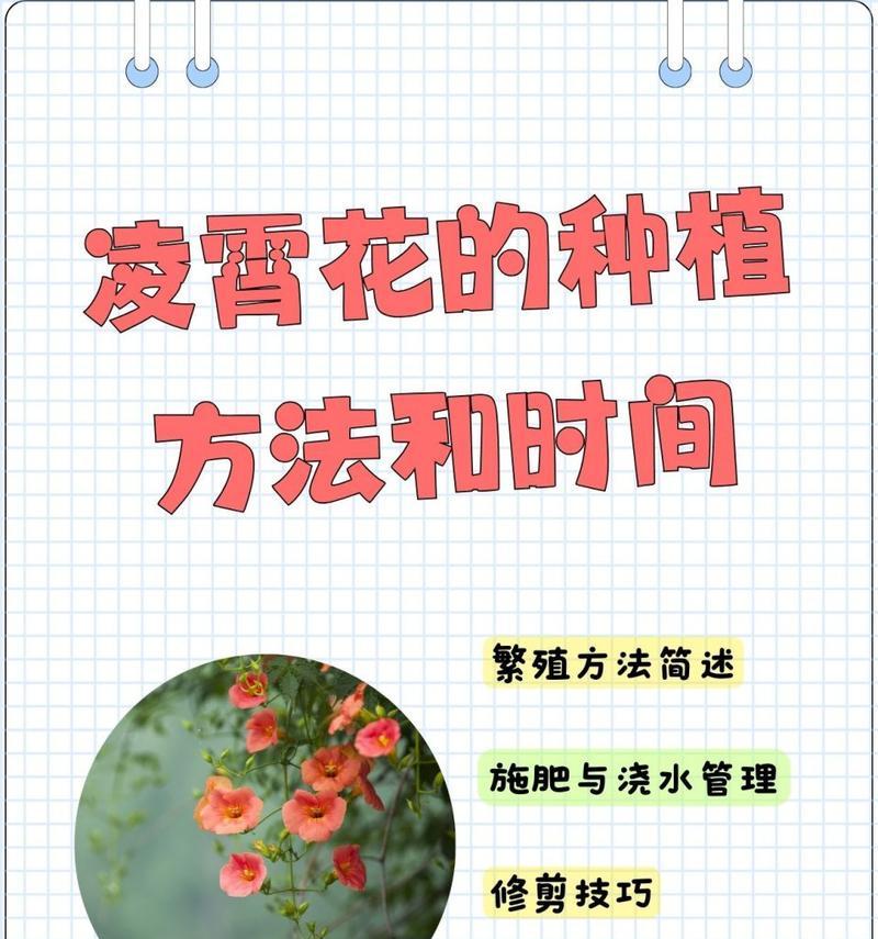 凌霄花种子可以种植吗？种植凌霄花种子的正确步骤是什么？