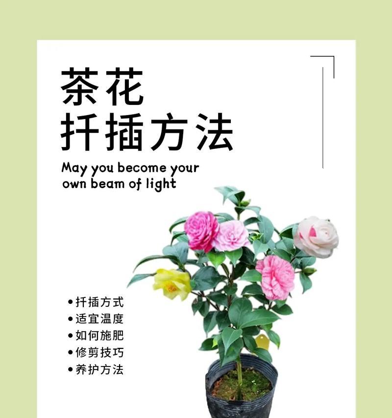 山茶花种植需要注意哪些事项？