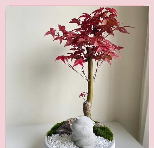 枫树适合什么时候移栽？移栽后的枫树如何护理？