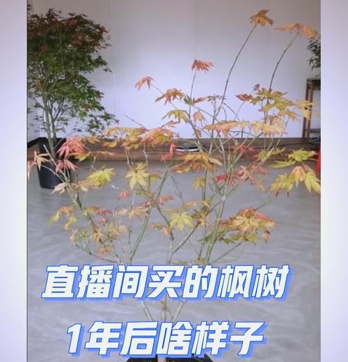 枫树适合什么时候移栽？移栽后的枫树如何护理？