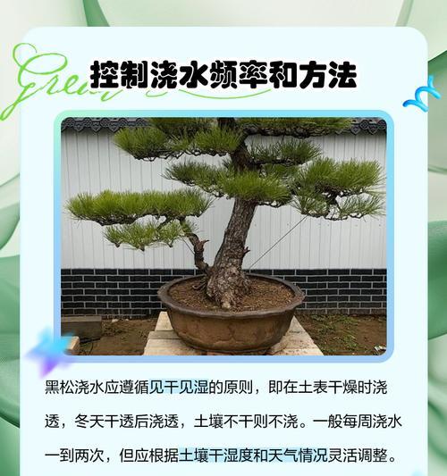 黑松如何种植？有哪些步骤？