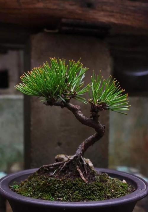 黑松如何种植？有哪些步骤？