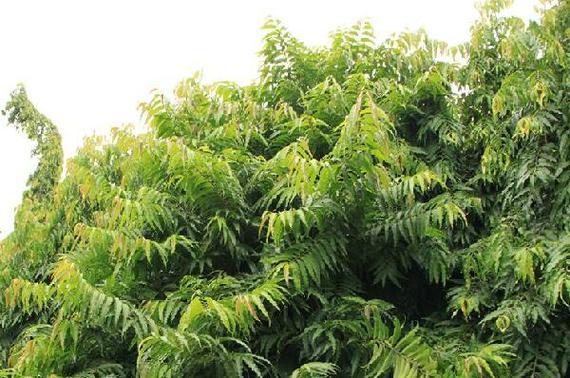 暗罗种植需要注意哪些要点？
