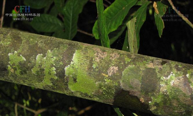 暗罗种植需要注意哪些要点？