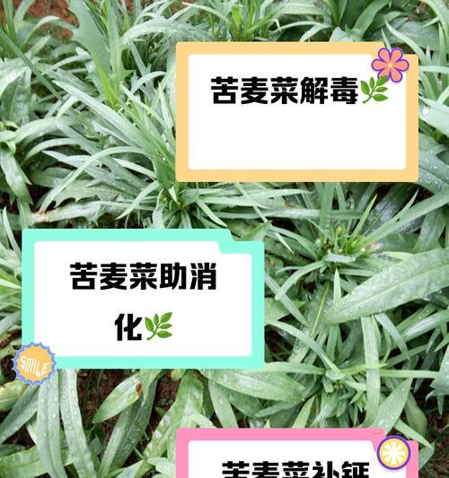 苦麦菜种子多久发芽？苦麦菜种子发芽需要什么条件？