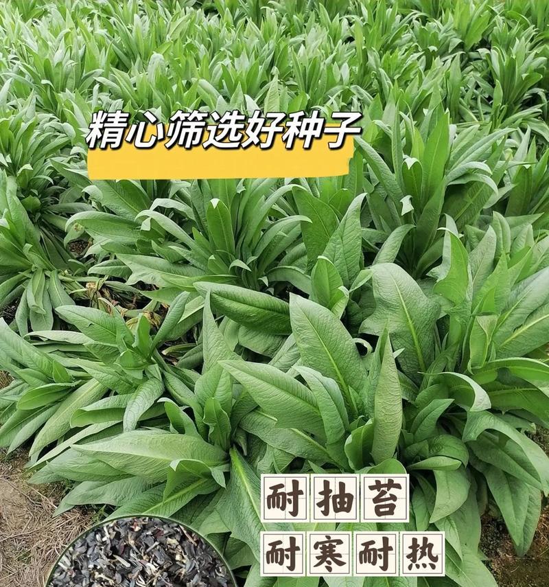 苦麦菜种子多久发芽？苦麦菜种子发芽需要什么条件？