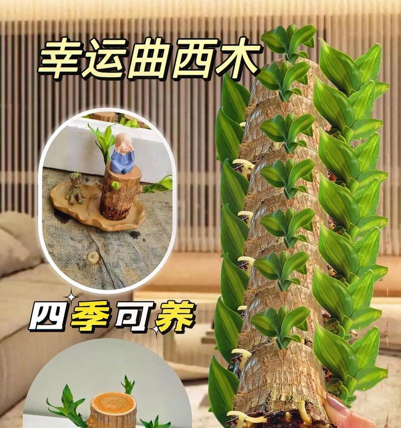 水同木如何种植？种植水同木有哪些技巧？