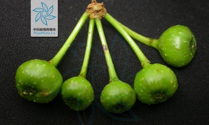 水同木如何种植？种植水同木有哪些技巧？