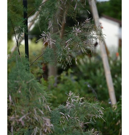 南川藤山柳的种植和管理要点是什么？