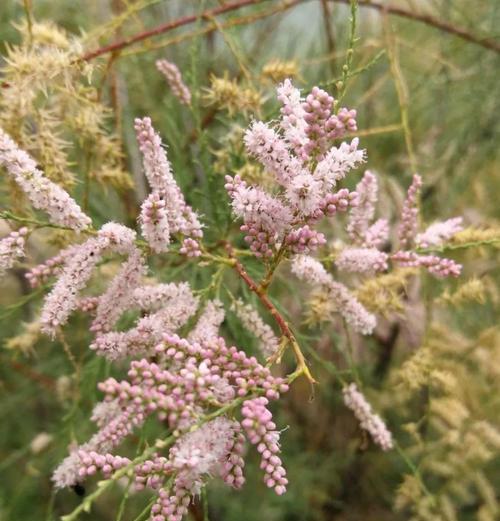 南川藤山柳的种植和管理要点是什么？