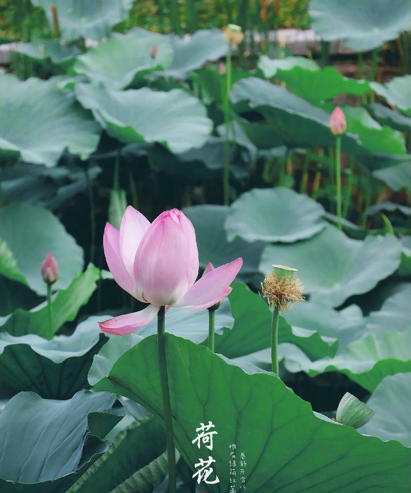荷花在6月初会开花吗？荷花的开花季节是什么时候？