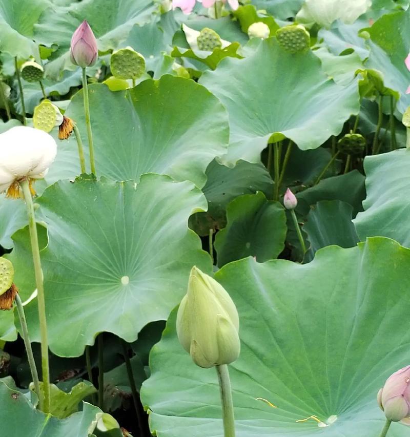 荷花在6月初会开花吗？荷花的开花季节是什么时候？