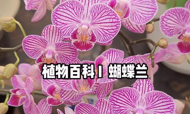 蝴蝶兰的气味怎么形容？很臭吗？如何确保蝴蝶兰健康生长？