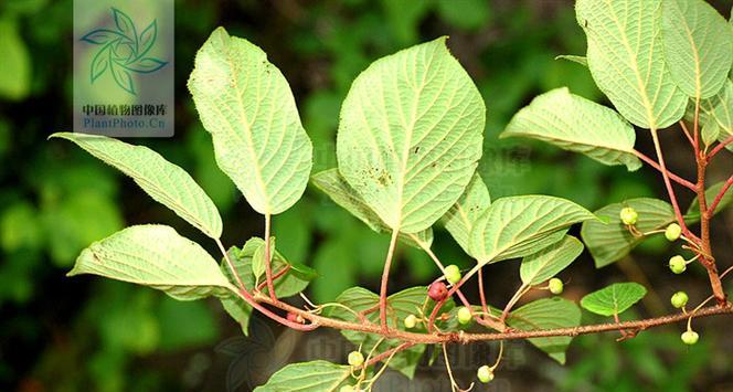 藤山柳如何种植？种植藤山柳有哪些技巧？
