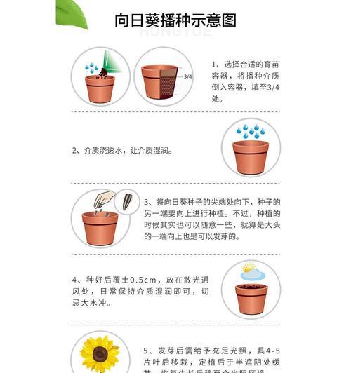 种植一亩地向日葵需要多少种子？播种时应注意什么？