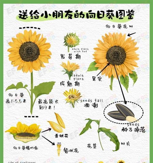 种植一亩地向日葵需要多少种子？播种时应注意什么？