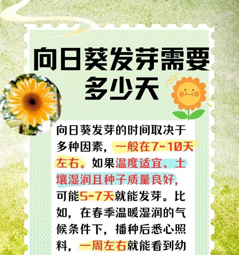 种植一亩地向日葵需要多少种子？播种时应注意什么？