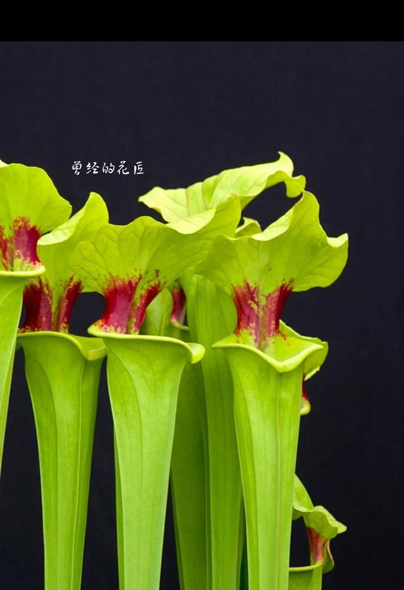 瓶子草如何种植？有哪些技巧？