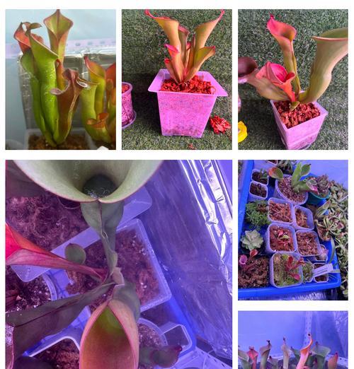 瓶子草如何种植？有哪些技巧？
