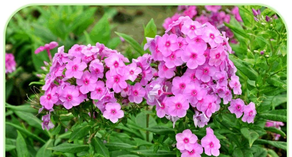 福禄考的花期持续多久？如何延长福禄考的花期？