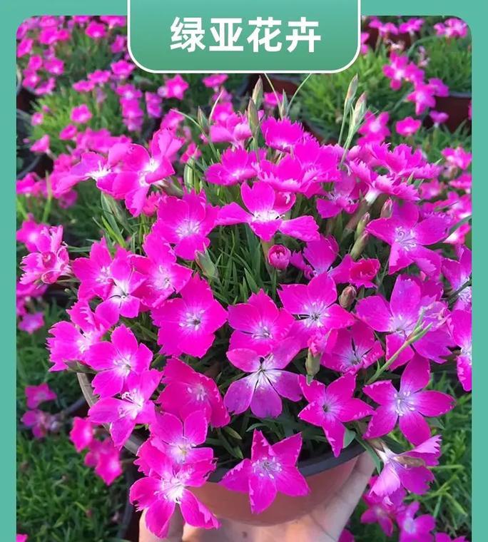 福禄考的花期持续多久？如何延长福禄考的花期？