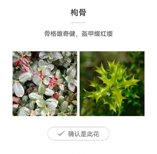 无刺构骨怎样种植？种植过程中有哪些要点？