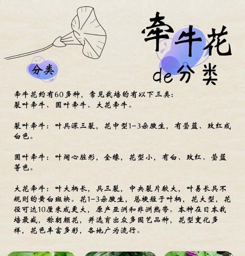 大花牵牛如何种植？种植过程中有哪些要点？