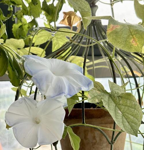大花牵牛如何种植？种植过程中有哪些要点？