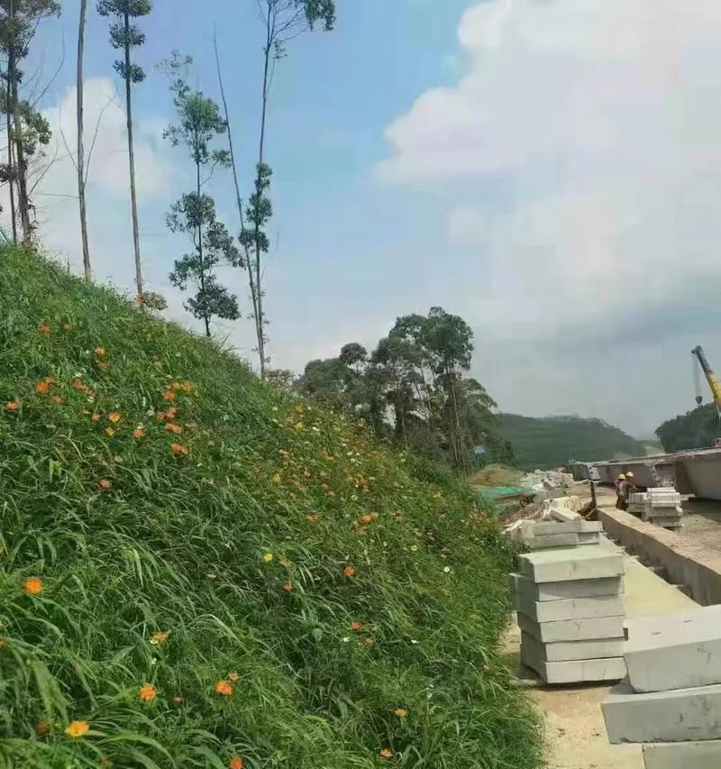 广东高速公路护坡应选用哪种草种？选择草种的标准是什么？