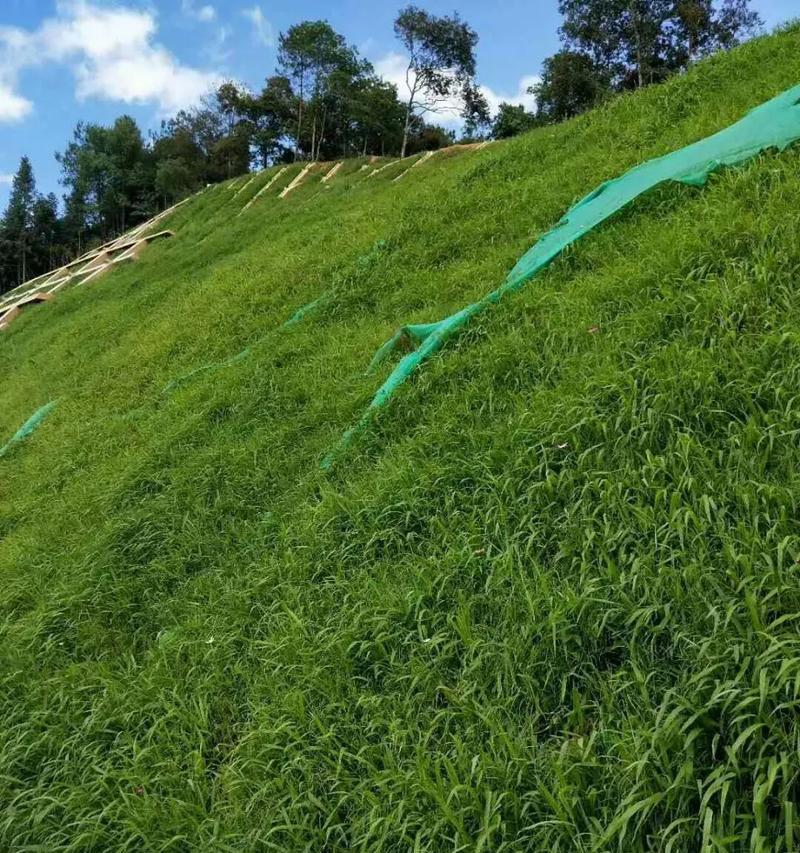 广东高速公路护坡应选用哪种草种？选择草种的标准是什么？