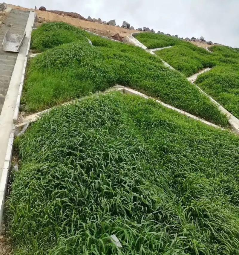 广东高速公路护坡应选用哪种草种？选择草种的标准是什么？