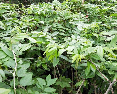 花梨木种植有哪些步骤？如何确保成活率？