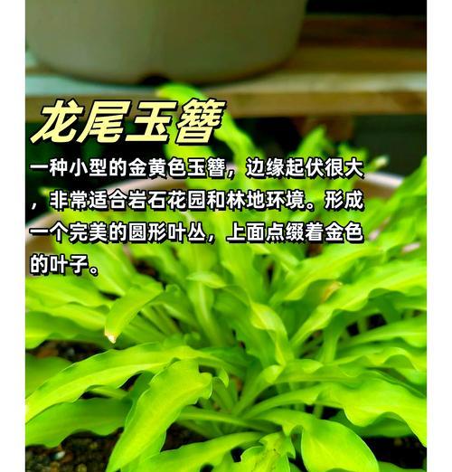 玉簪在园林设计中有哪些用途？如何正确使用玉簪？