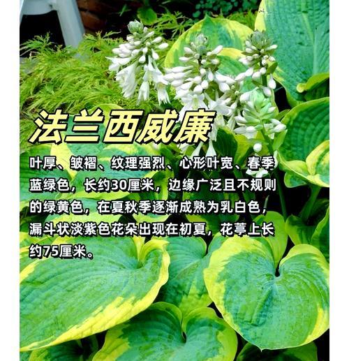 玉簪在园林设计中有哪些用途？如何正确使用玉簪？