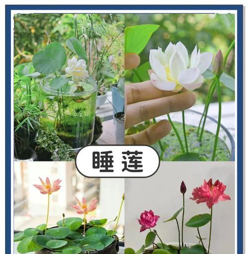 睡莲能在阴凉处生长吗？需要多少阳光？