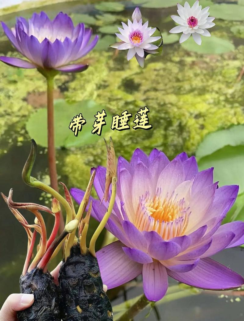 睡莲能在阴凉处生长吗？需要多少阳光？