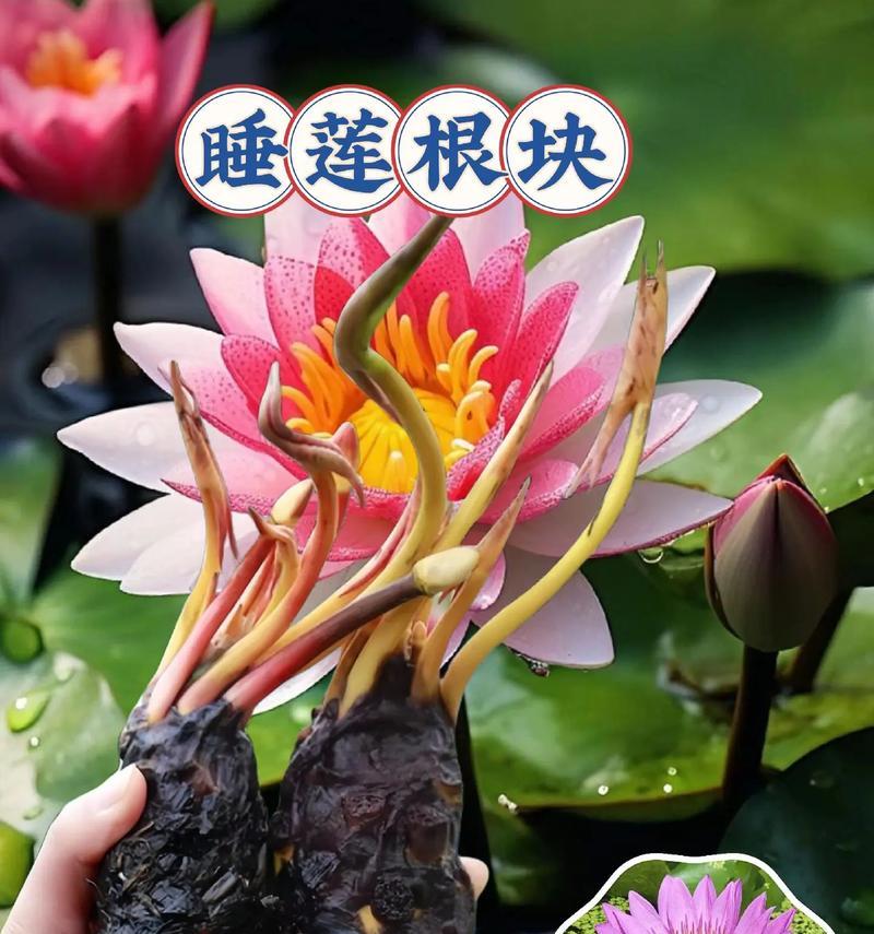 睡莲能在阴凉处生长吗？需要多少阳光？