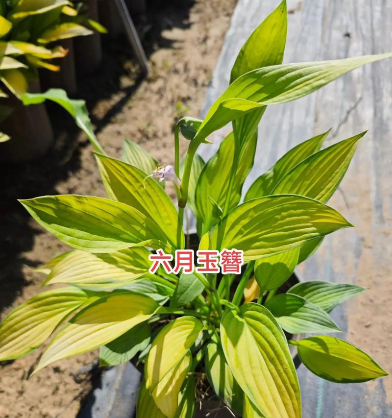 玉簪花最佳移栽时间是什么时候？移栽过程中应注意什么？