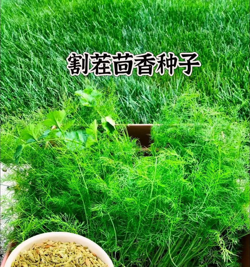 茴香播种的最佳时间是什么时候？播种前需要做哪些准备？