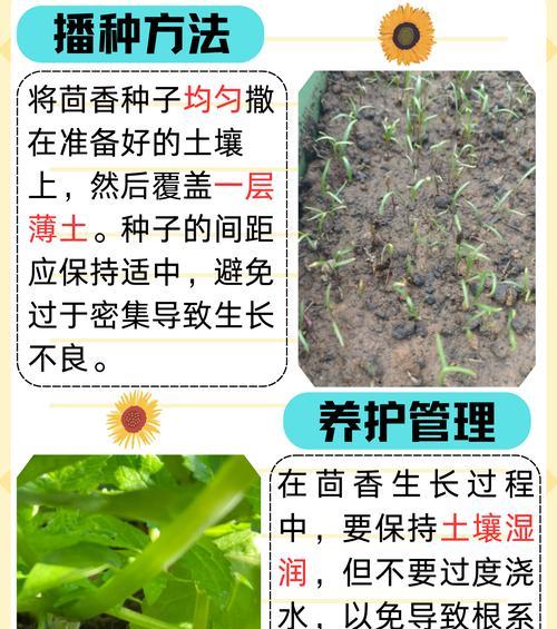 茴香播种的最佳时间是什么时候？播种前需要做哪些准备？