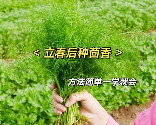 茴香播种的最佳时间是什么时候？播种前需要做哪些准备？