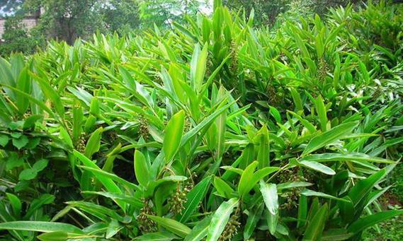 长序砂仁如何种植？长序砂仁的种植步骤是什么？