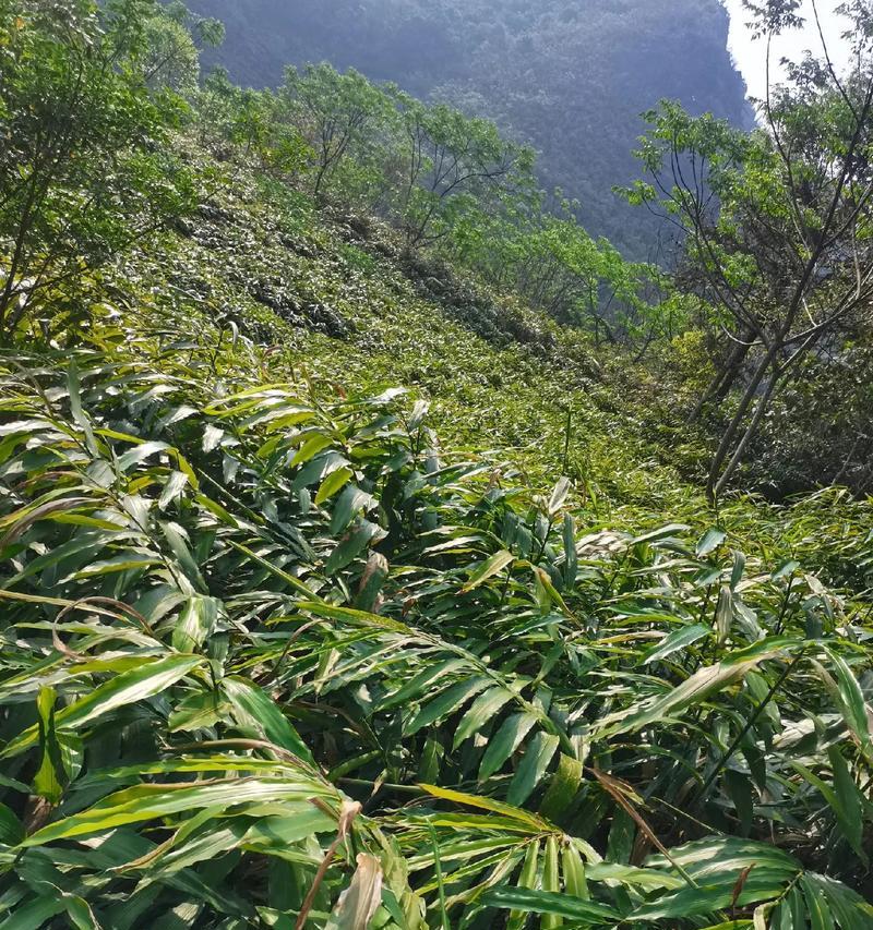 长序砂仁如何种植？长序砂仁的种植步骤是什么？