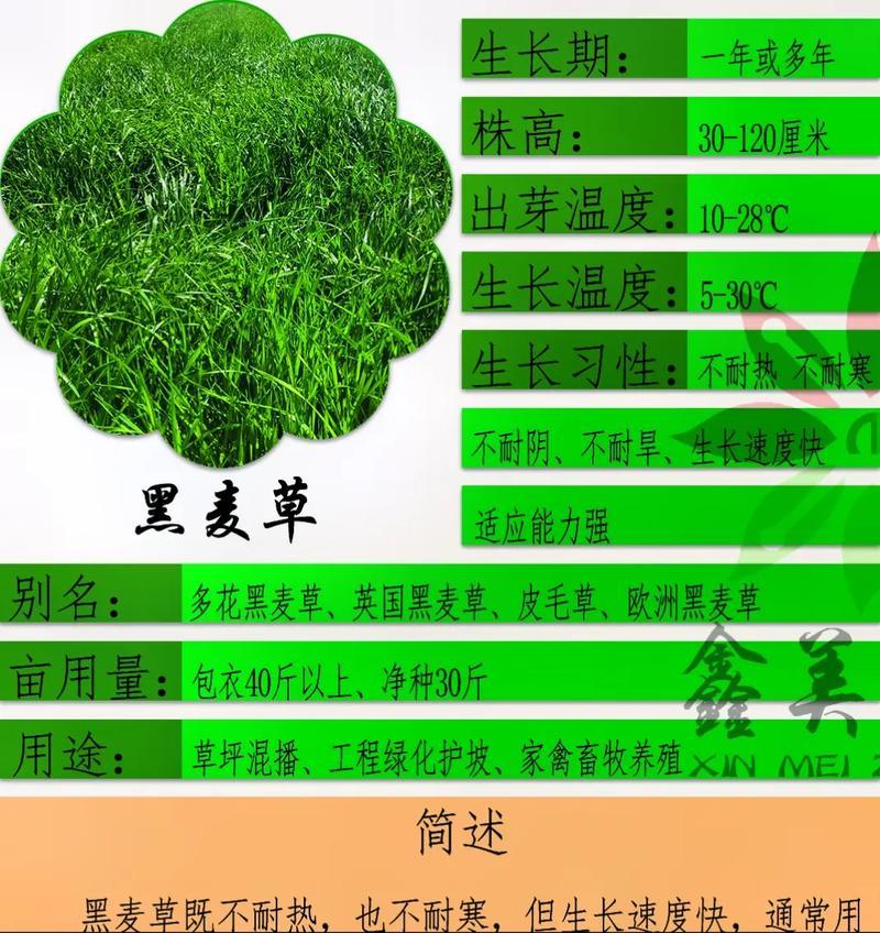 植草护坡常用哪些草籽？选择草籽的标准是什么？