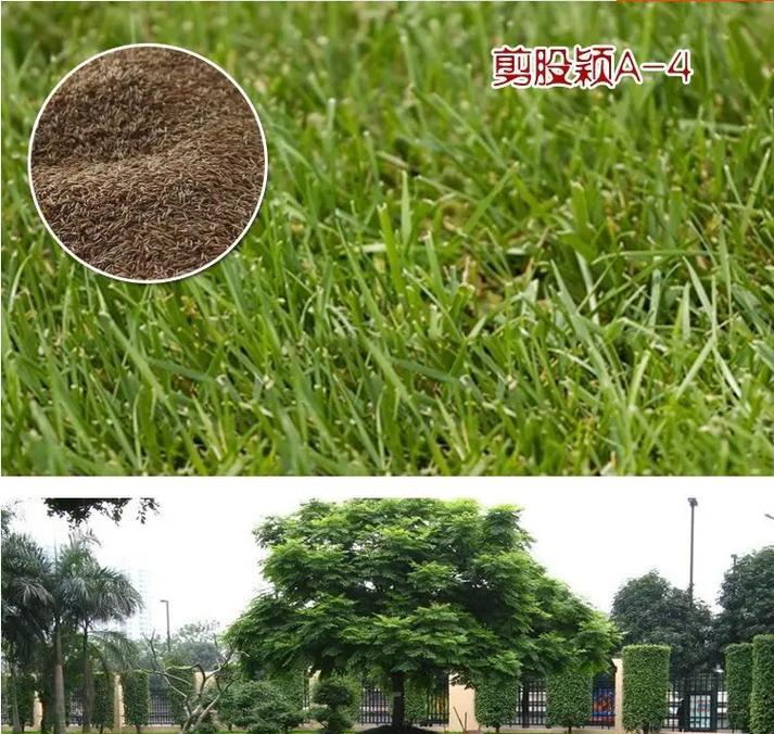 植草护坡常用哪些草籽？选择草籽的标准是什么？