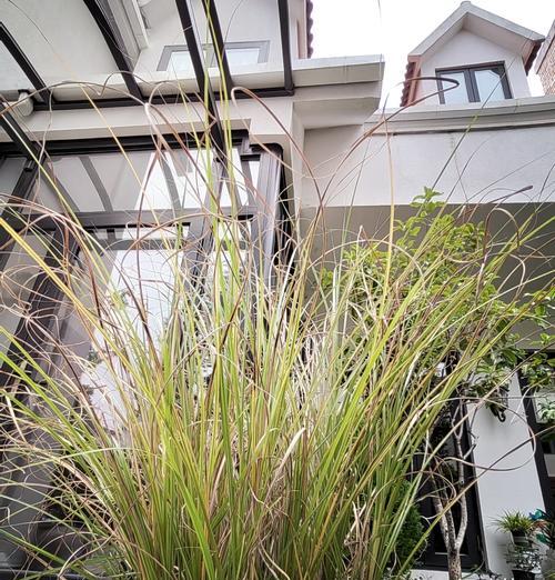 细叶芒种植需要注意哪些要点？如何确保细叶芒的健康生长？